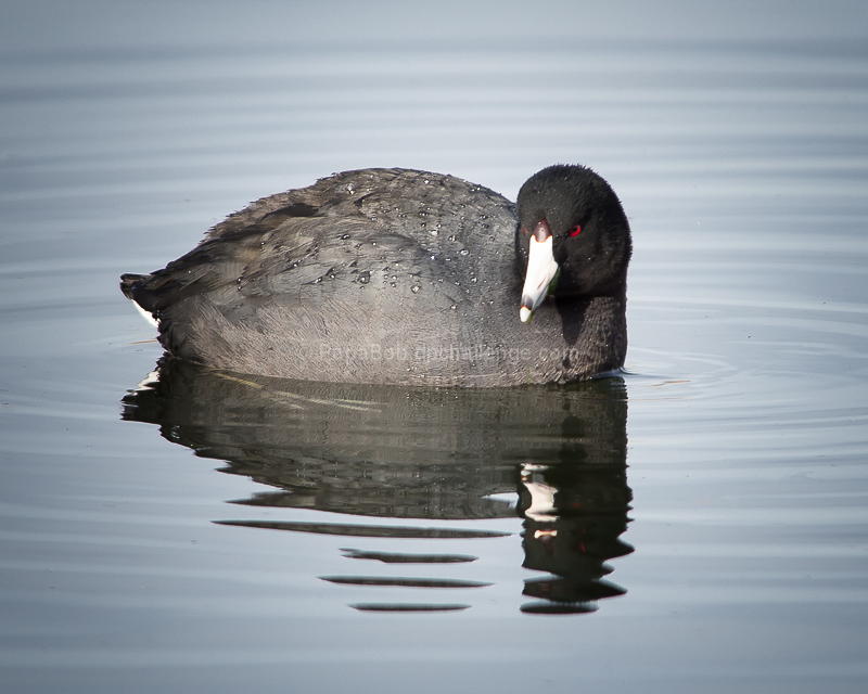 Angry Old Coot