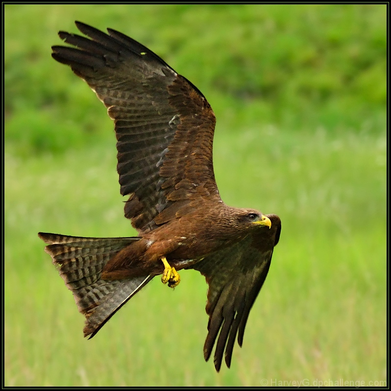 ...to photograph more wild Birds in Flight.