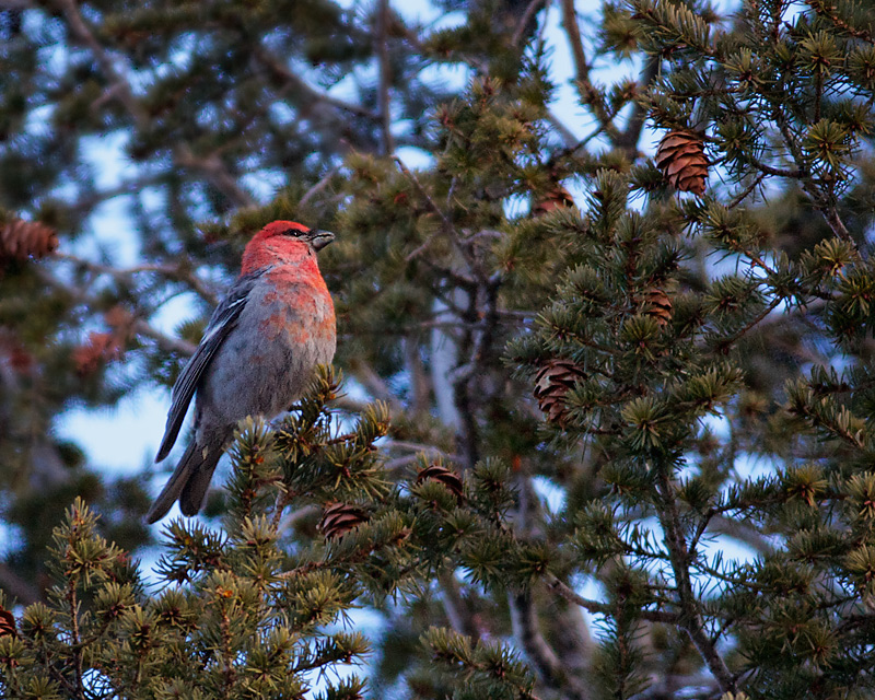 Add 100 Species to my Birding Life List