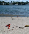 Beach Berries