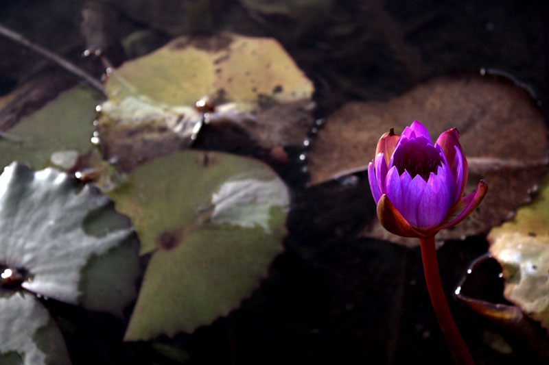 Water Lily Morning