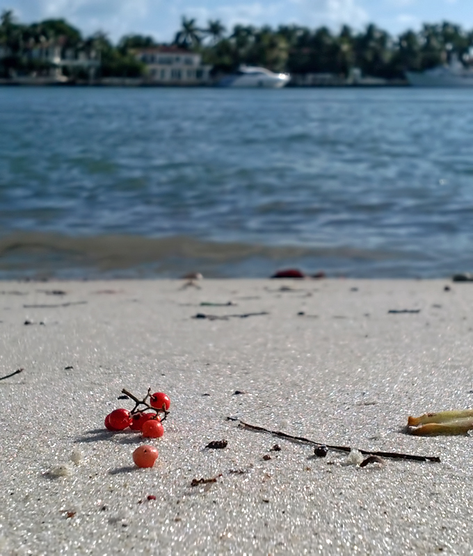 Beach Berries