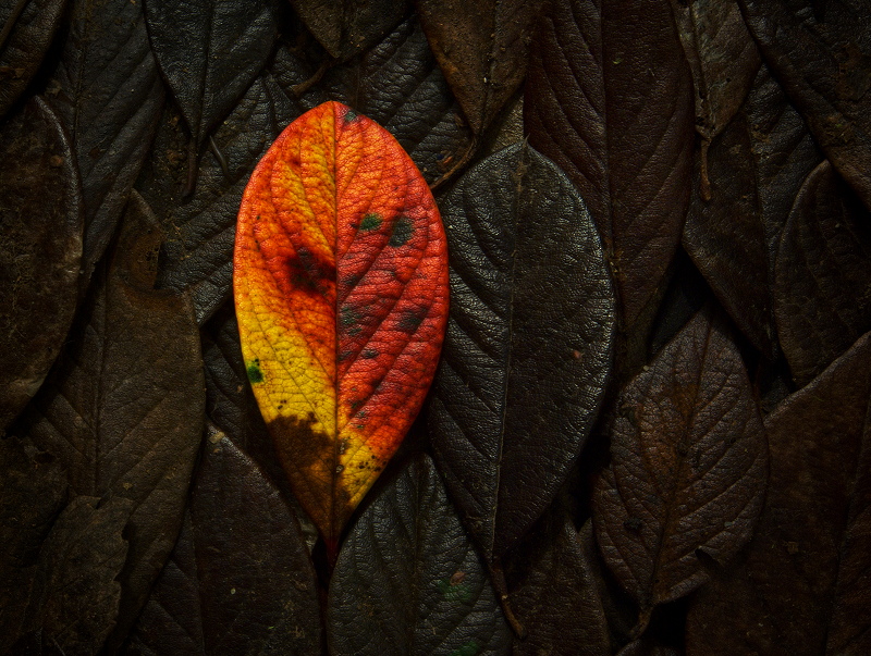 Leaf