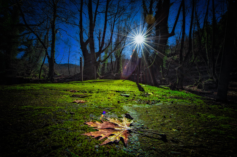 The contrast of life and death in nature