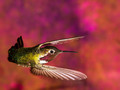 The Flying Contortionist