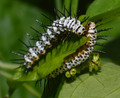 Caterpillars