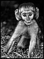 Wild Baby Vervet Monkey
