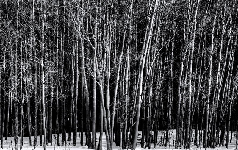 I Hear The Wind Among The Trees