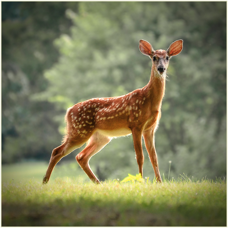 The Dappled Child of the Deer