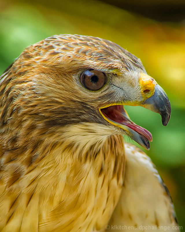 red tail hawk