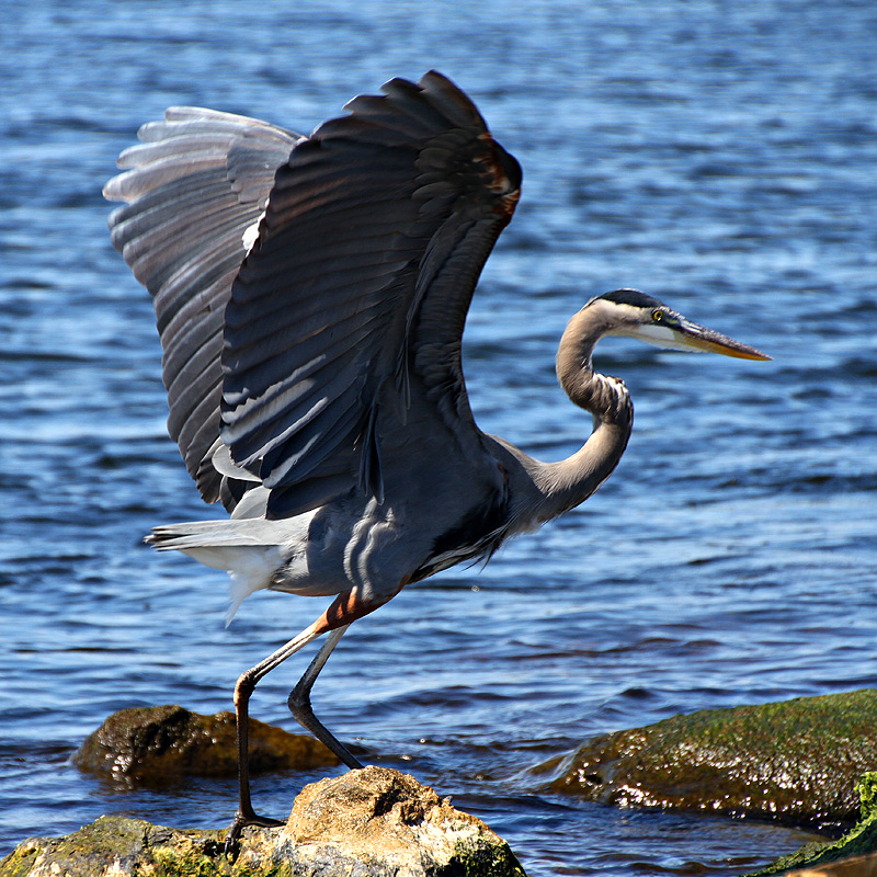 Spread Your Wings and Fly