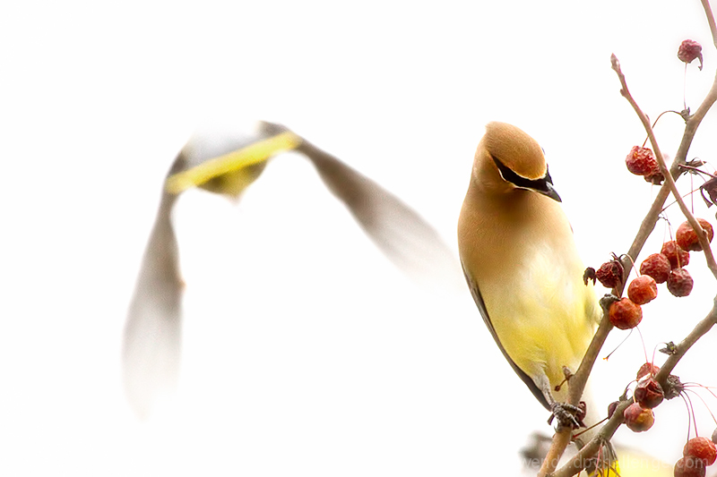 Flight of the Lemon