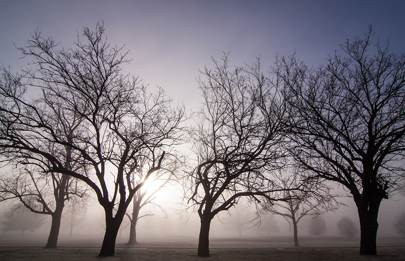 Shadows in the Mist