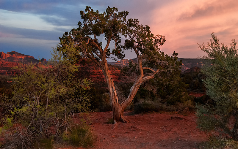 Twisted Tree