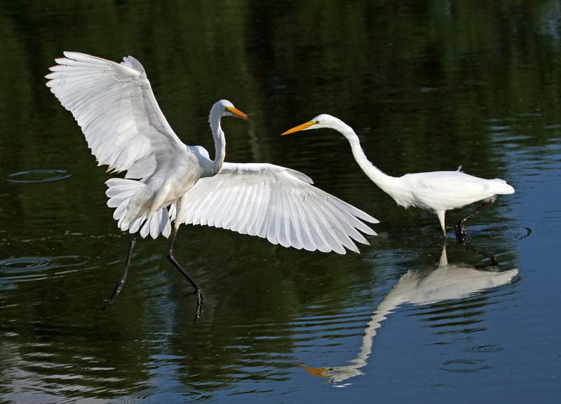 The Art of Landing