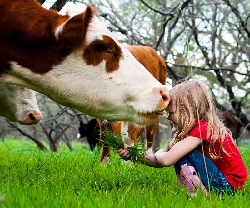 Cow Kisses