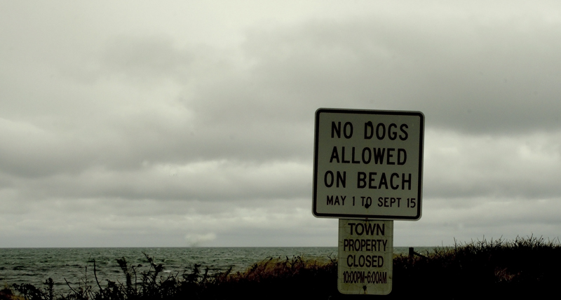 No Dogs on the Beach in the nighttime