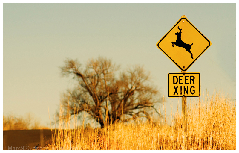 How Do The Deer Know Where To Cross?