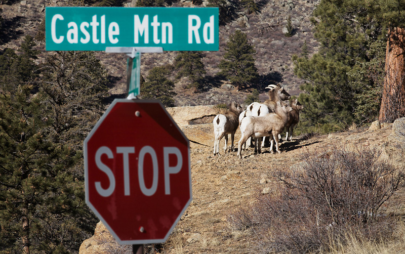 Castle Mountain Crossing