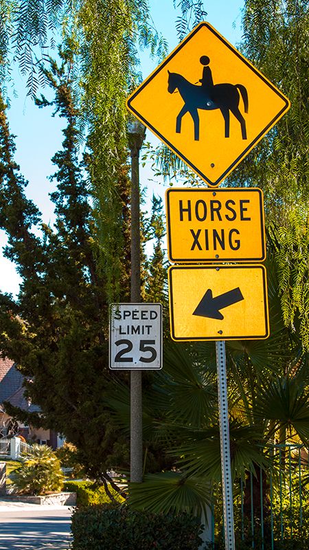 Watch Out For Speeding Horses!