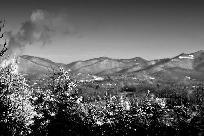 From the Treetops