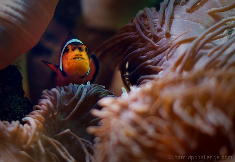 Looking for Nemo