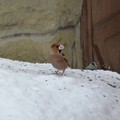 Hawfinch