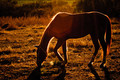 Horse after a long day