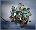 Hydrangea in Winter, Hie Jinja Japan