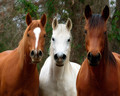 Horse Hues