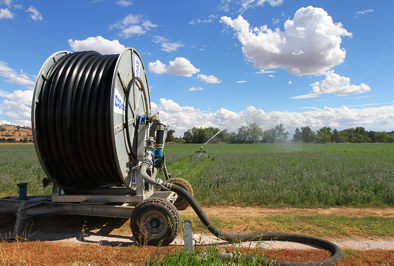 Hose