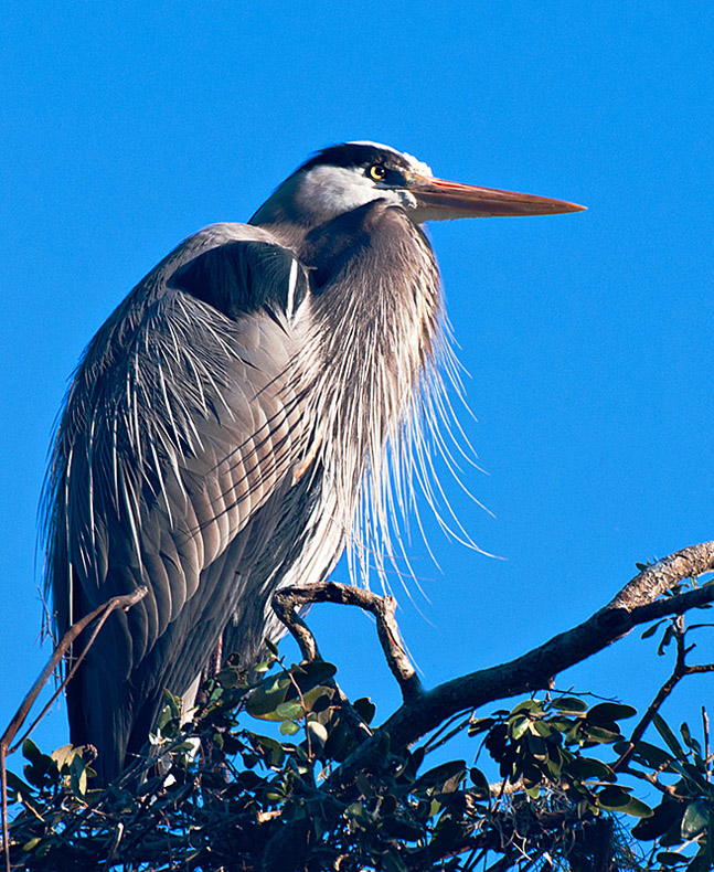 The Majestic Heron