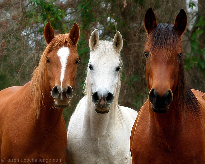 Horse Hues