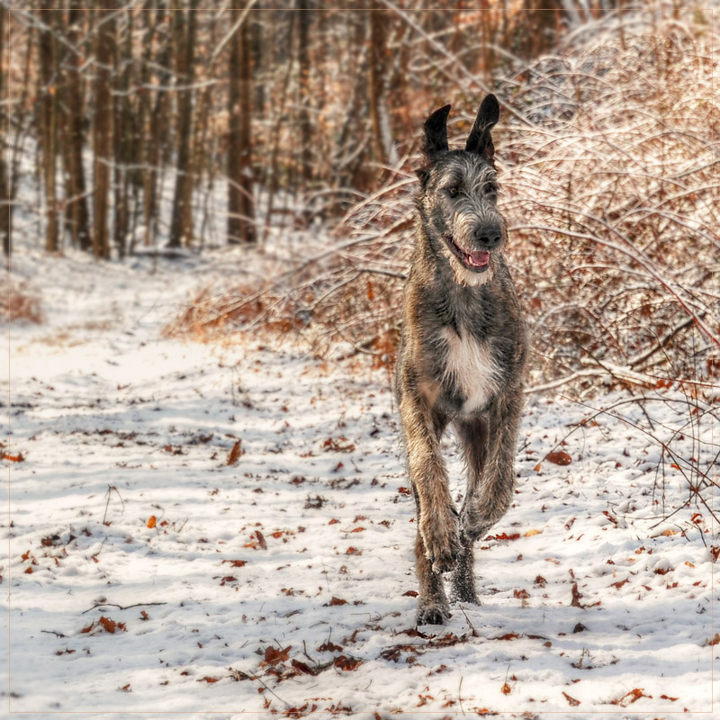 Happy Hound