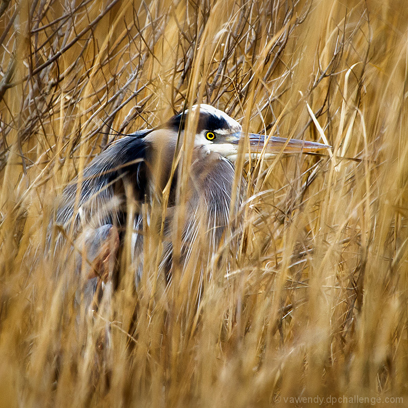 Heron in Hiding