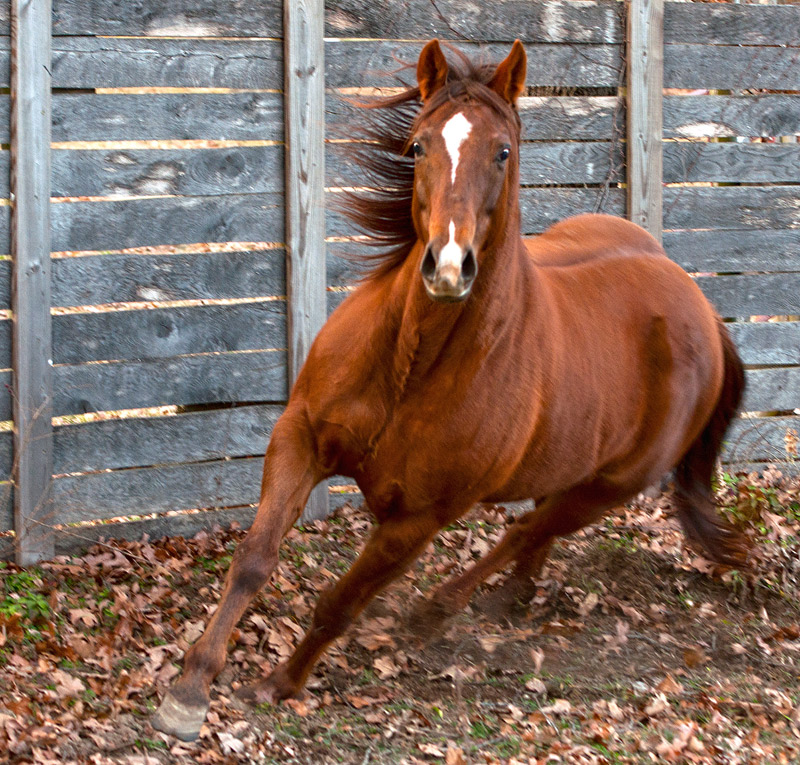 Hot Hairy Horse in a Hurry