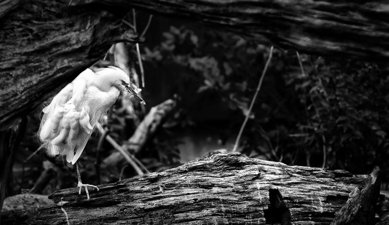 A Heron amongst the Hardwood - a study in B&W