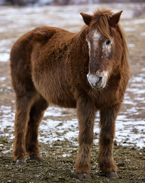 Hugging a Gentle, Lovable Pony