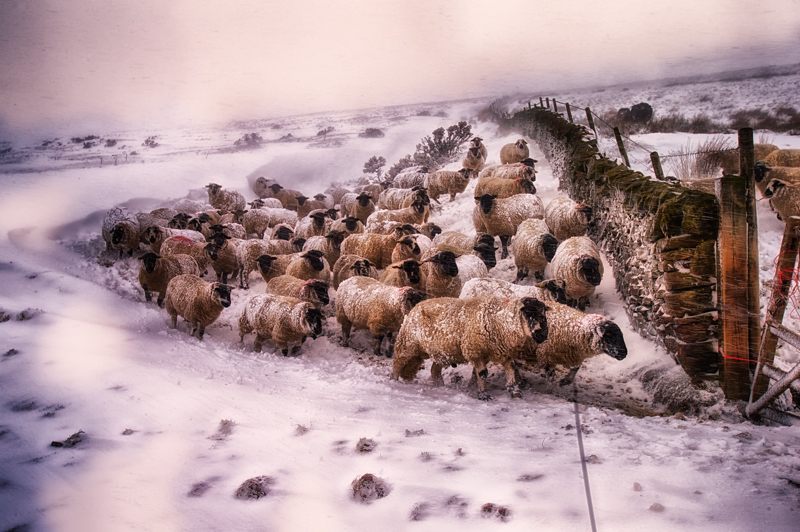 sheltering From the wind 