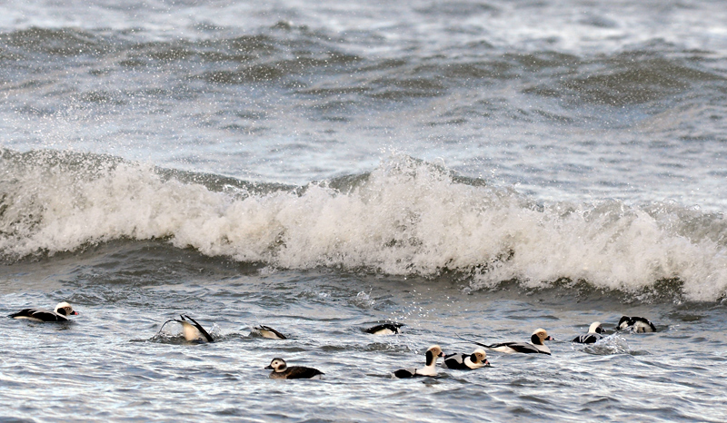 Wind Surfing!