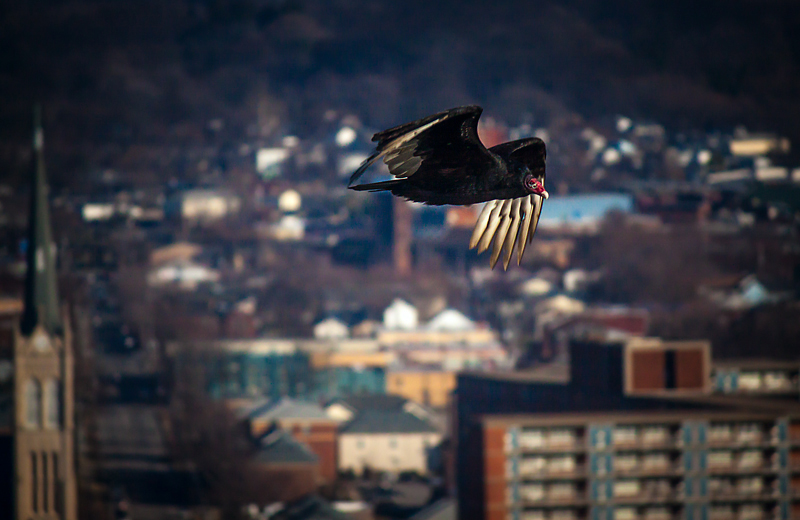 Soaring On Urban Wind