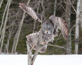 Great Grey - Baited