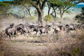 Serengeti Stampede