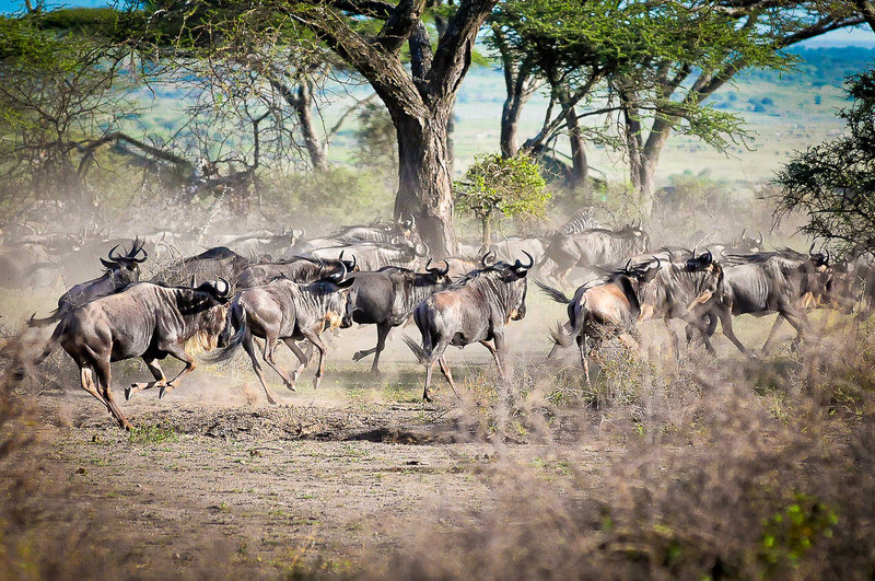 Serengeti Stampede