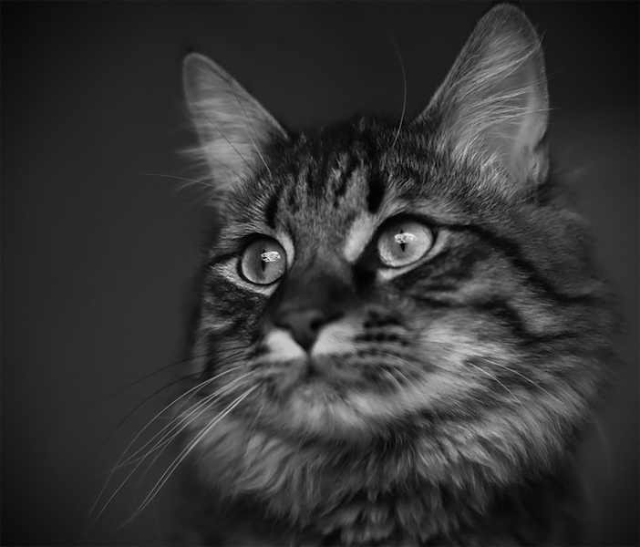 Kitty