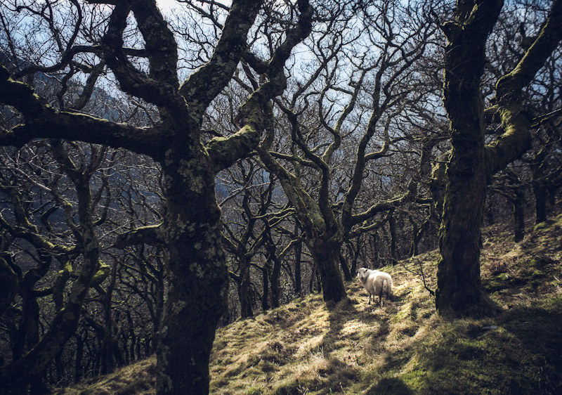 white souls that wander in the astral light