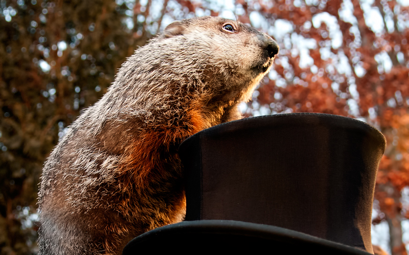 Punxsutawney Phil