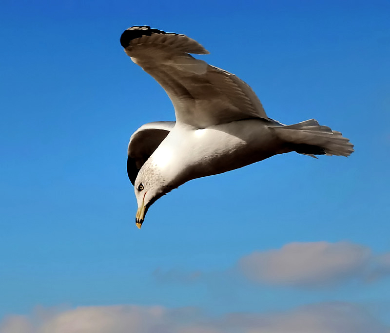 Jonathan Livingston Seagull