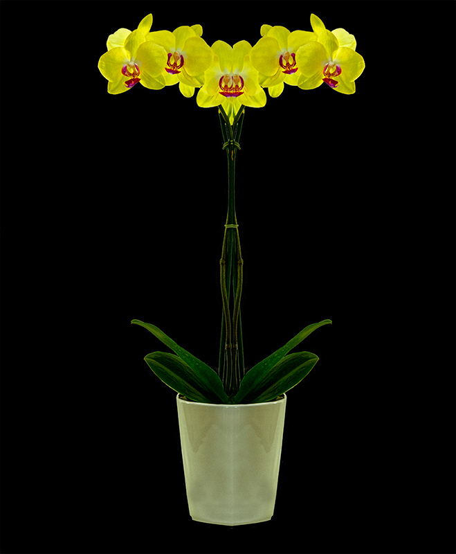 Binary Orchid