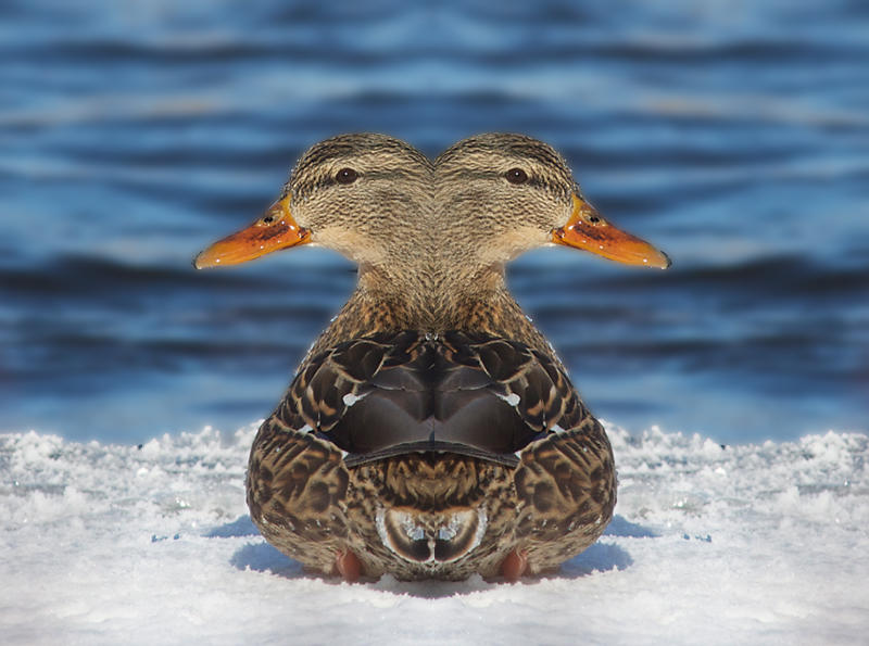 Double Ducker